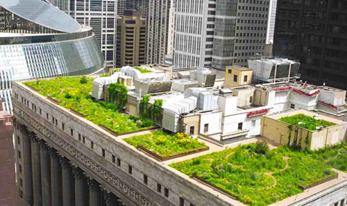 Chicago City Hall Green Roof Thumbnail